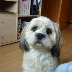 Lhasa apso Bobby