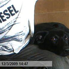 Blanding af racer bjørn