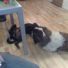 Blanding af racer bjørn