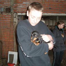 Gravhund Tjalfe