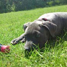 Amerikansk staffordshire terrier Nova