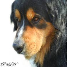 Berner sennenhund :D Bamse :D 