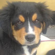 Berner sennenhund :D Bamse :D 