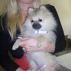 Pomeranian Alma