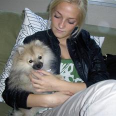 Pomeranian Alma