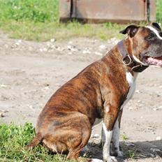 Amerikansk staffordshire terrier Basse