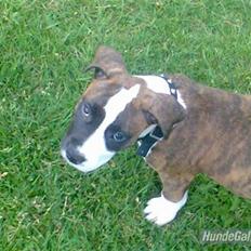 Amerikansk staffordshire terrier Basse