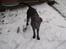Labrador retriever Zanto - Zanto i sin første Sne.. 