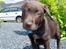 Labrador retriever Zanto