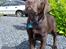 Labrador retriever Zanto