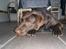 Labrador retriever Zanto