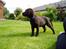 Labrador retriever Zanto