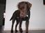 Labrador retriever Zanto - mors egen lille skat