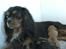 Cavalier king charles spaniel Tulle (Magic Rose)