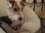 Jack russell terrier Agila