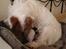 Jack russell terrier Agila
