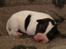 Jack russell terrier Agila