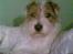 Jack russell terrier Agila