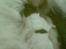 Jack russell terrier Agila