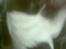 Jack russell terrier Agila