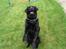 Labrador retriever Dino - 20/4-11 R.I.P - Jeg vil gøre alt for den godbid :D <3