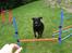 Labrador retriever Dino - 20/4-11 R.I.P - Wee (: Spriiing <33