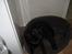 Labrador retriever Dino - 20/4-11 R.I.P - Skal vi ud og gå? <33