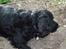 Cocker spaniel Pablo
