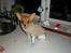 Chihuahua King <3 - Min mors