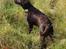 Labrador retriever Luka tidl. hund - efterårsfarver