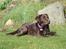 Labrador retriever Luka tidl. hund - hygge i haven