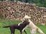 Labrador retriever Luka tidl. hund - Luka og Charlie leger