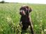 Labrador retriever Alberte