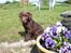 Labrador retriever Alberte