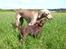 Labrador retriever Alberte