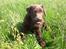 Labrador retriever Alberte