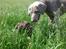 Labrador retriever Alberte