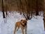 Blanding af racer Joe (himmelhund) - Velkommen til min profil :)                   ´ Januar 2010