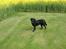 Labrador retriever Frede - Taget d.21.05.2009