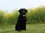 Labrador retriever Frede - Taget d.21.05.2009