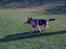 Schæferhund  R.I.P  *Cæsar*