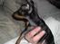 Dvaergpinscher Rødkildes Tigi
