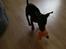 Dvaergpinscher Rødkildes Tigi