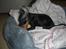 Dvaergpinscher Rødkildes Tigi