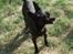 Chihuahua Cloe - Cloes mor Vesterborgs Miss Blackie