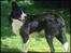 Border collie Spot - R.I.P 18/5 2010 - 19. Flot hund? :D