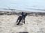 Fransk bulldog Molly - Molly ved stranden