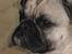 Blanding af racer Thor Mops/Engelsk Bulldog
