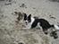 Border collie Malthe <3 - På stranden maj ´09 <3