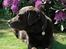 Labrador retriever Nutella